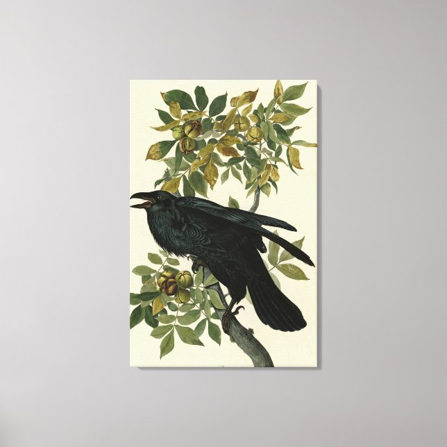 Toile Raven (Recto)