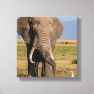 Toile Recherche des éléphants