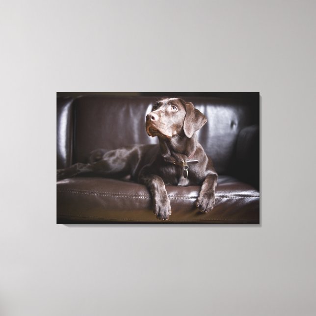 Toile Récupérateur de chocolat Labrador (Recto)