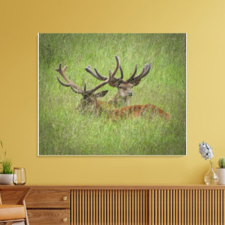 Toile Red Deer au repos en haute herbe