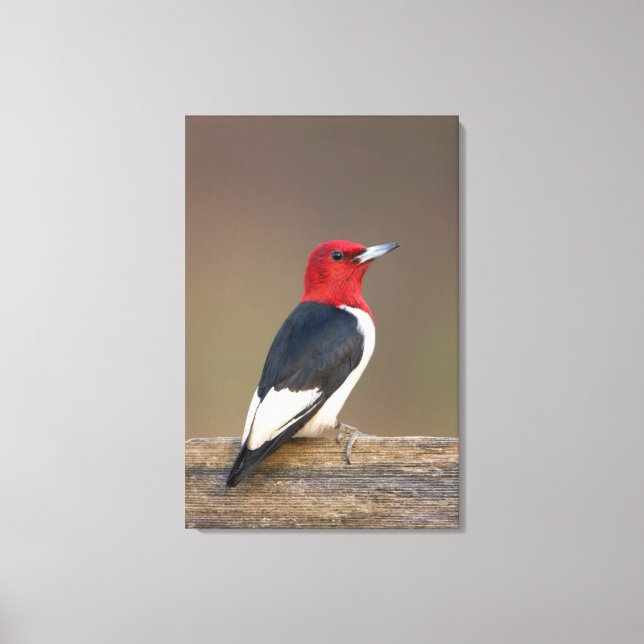 Toile Red-headed Woodpecker on fence (Recto)