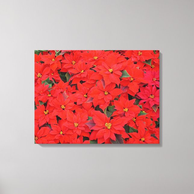 Toile Red Poinsettias I Christmas Holiday Floral Photo (Recto)