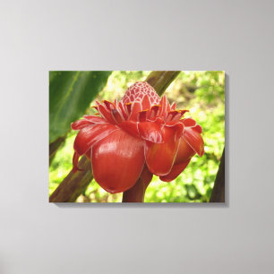 Toile Red Torch Ginger Tropical Flower Photographie