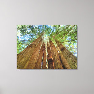 Toile Redwood Grove