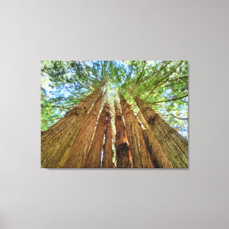 Toile Redwood Grove