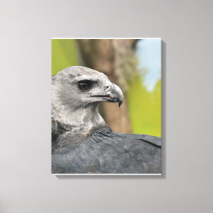 Toile Regal Harpy Eagle