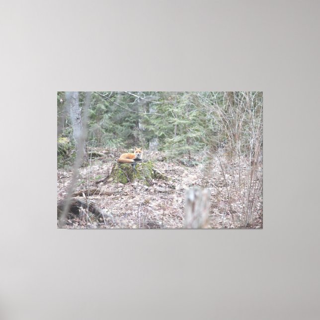 Toile Renard allongé (Recto)