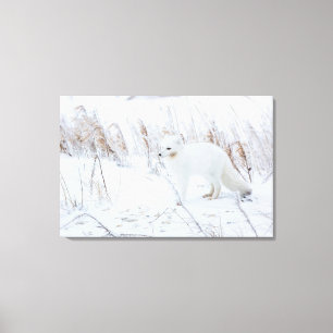 Toile Renard arctique