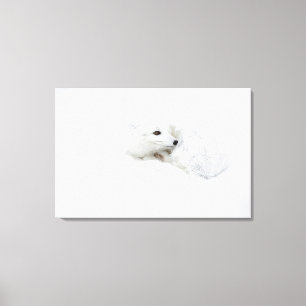 Toile Renard arctique recroquevillé en hiver