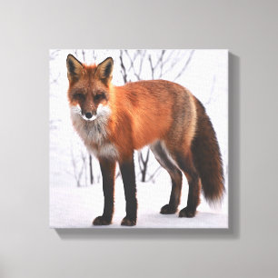 Toile Renard rouge en hiver