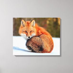 Toile Renard roux dans la neige   Yukon
