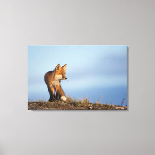 Toile renard roux, Vulpes vulpes