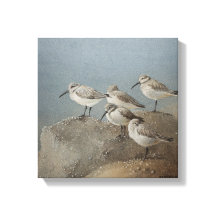 Repose Sanderlings #2 Peinture d'Ezartesa
