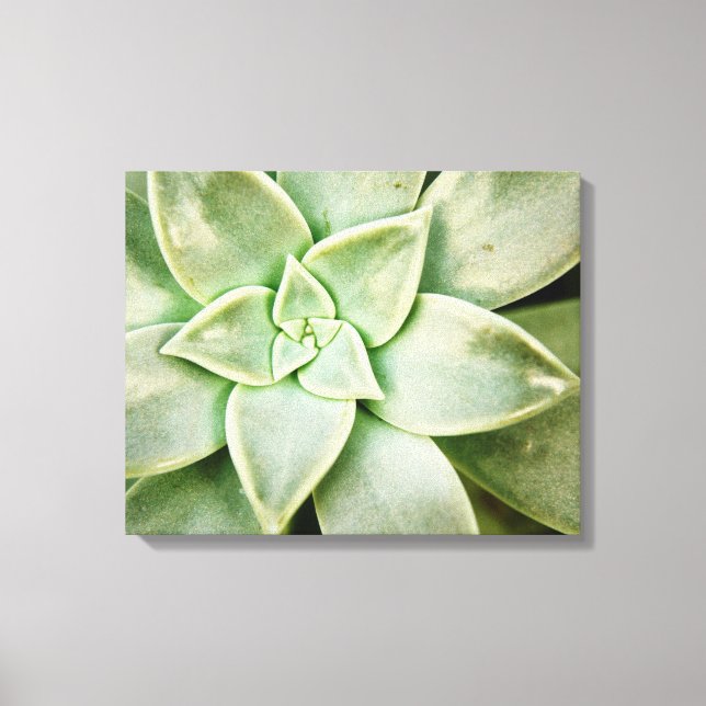 Toile Ressort Succulent (Recto)