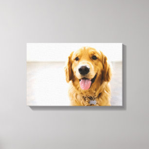 Toile Retriever d'or souriant