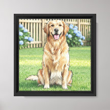 Retriever doré et hortensias bleus