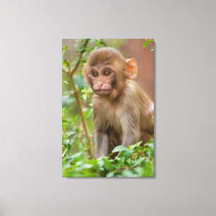 Toile Rhesus Monkey Baby, Monkey Temple, Jaipur