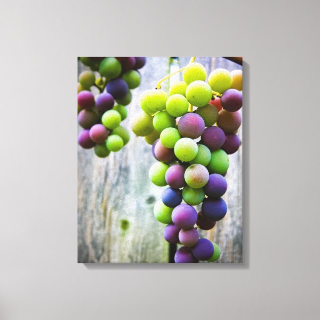 Toile Ripening Grappes (Recto)