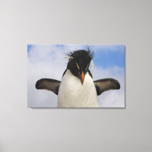 Toile Rockhopper Penguin Eudyptes chrysocome