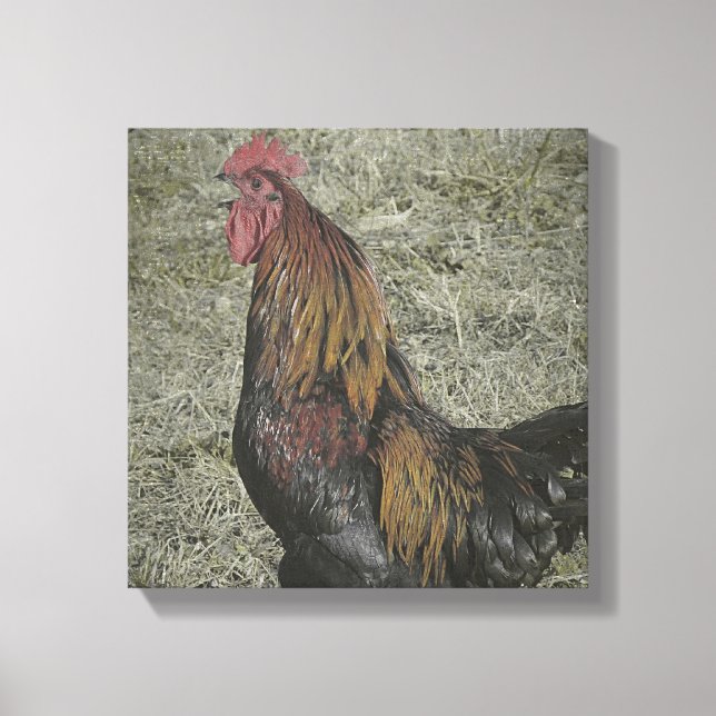 Toile Rooster Grunge (Recto)