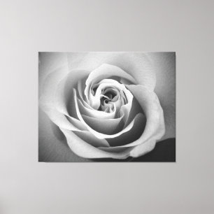 Toile Rose blanche