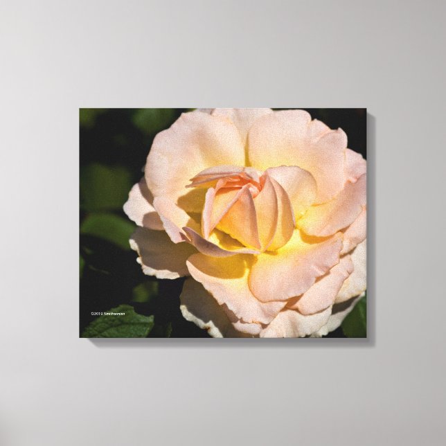 Toile Rose de thé (Recto)