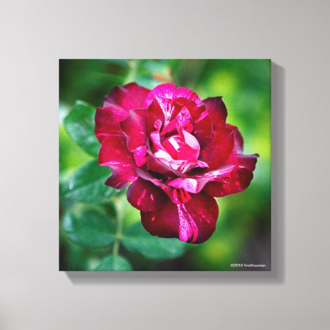 Toile Rose de tigre violet (Recto)