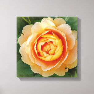 Toile Rose d'or