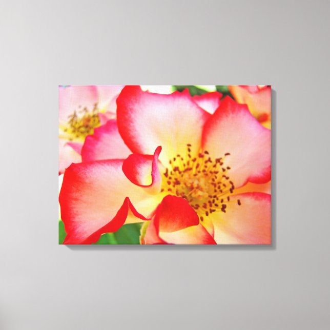 Toile Rose Floral Garden Canvas Photographies (Recto)