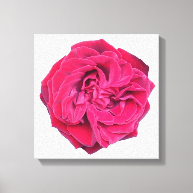 Toile Rose rouge (Recto)