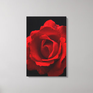 Toile Rose rouge 16x24 (40x60cm) waccna