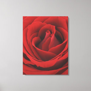 Toile Rose rouge de floraison