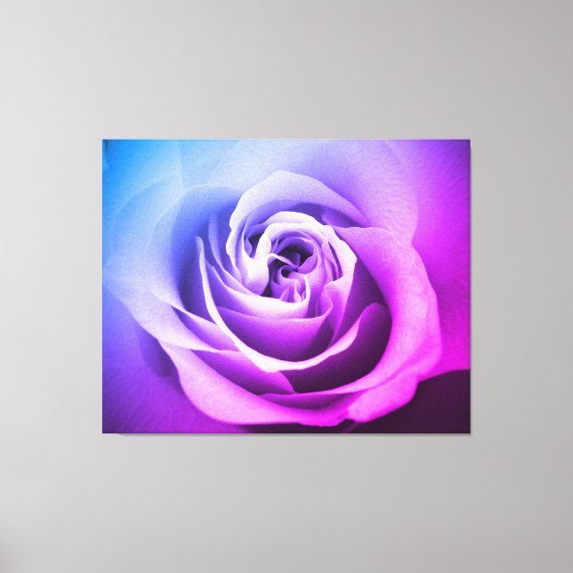 Toile Rose violet (Recto)