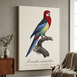 Toile Rosella orientale ou Perruche à tête pâle Platycer