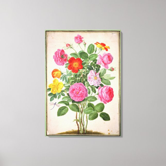 Toile Roses, assiette 4 du Nassau Florilegium (avec allu (Recto)