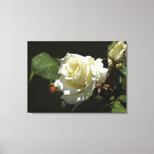 Toile Roses blanches Fleurs sauvages Imprimer Photo