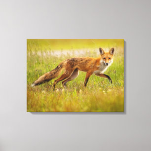 Toile rouge Fox adulte Imprimer