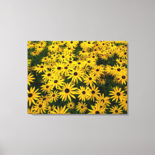 Toile Rudbeckia Hirta (Susans aux yeux noirs)