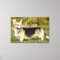 Sable Cardigan Welsh Corgi Chien