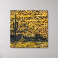 Saguaro Cactus Sonoran Désert Au Printemps 24X24