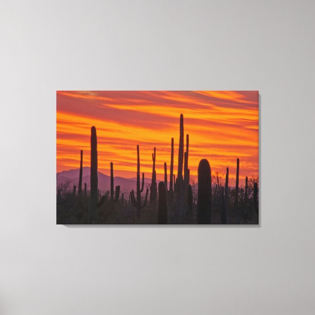 Toile Saguaro, sunset, Saguaro National Park (Recto)