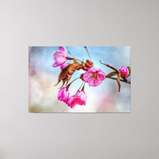 Toile Sakura Fleurs Dans Les Couleurs Roses Douces Au Pr (Recto)