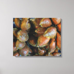 Toile Salak [Fruit de serpent]