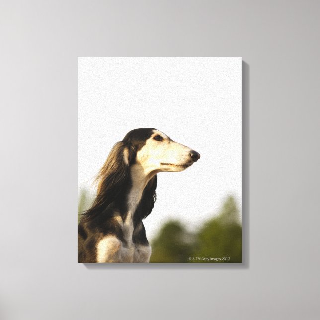 Toile Saluki 2 (Recto)