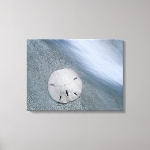 Toile Sanddollar sur la plage  Île de Sanibel, Floride