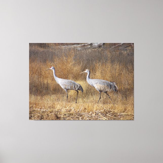 Toile Sandhill Crane Oiseaux Faune Animaux Photographie (Recto)