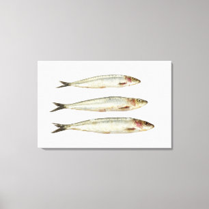 Toile Sardines (pilchards) 2