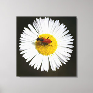Toile Scarabée rouge sur affiche macro de marguerite bla