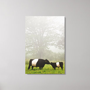 Toile Scène brumeuse de la vache ceinturée à Galloway