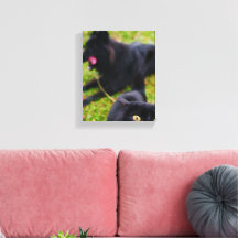Scène d'animaux typiques de chats et de chiens